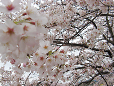 桜