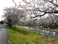 大津谷川堤防