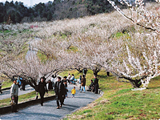 豊岡梅園