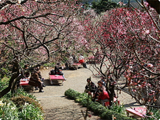 丸子梅園