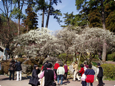 熱海梅園