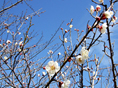 静岡花めぐり2月の花（如月編）