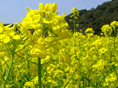 静岡花めぐり3月の花（弥生編）