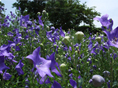 静岡花めぐり9月の花（長月編）