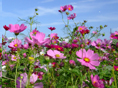 静岡花めぐり10月の花（神無月編）