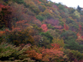 静岡花めぐり11月の花（霜月編）