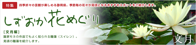 静岡花めぐり・文月編