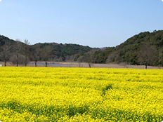 菜の花