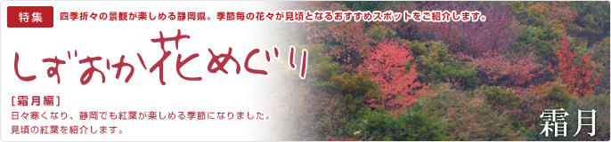 静岡花めぐり・霜月編